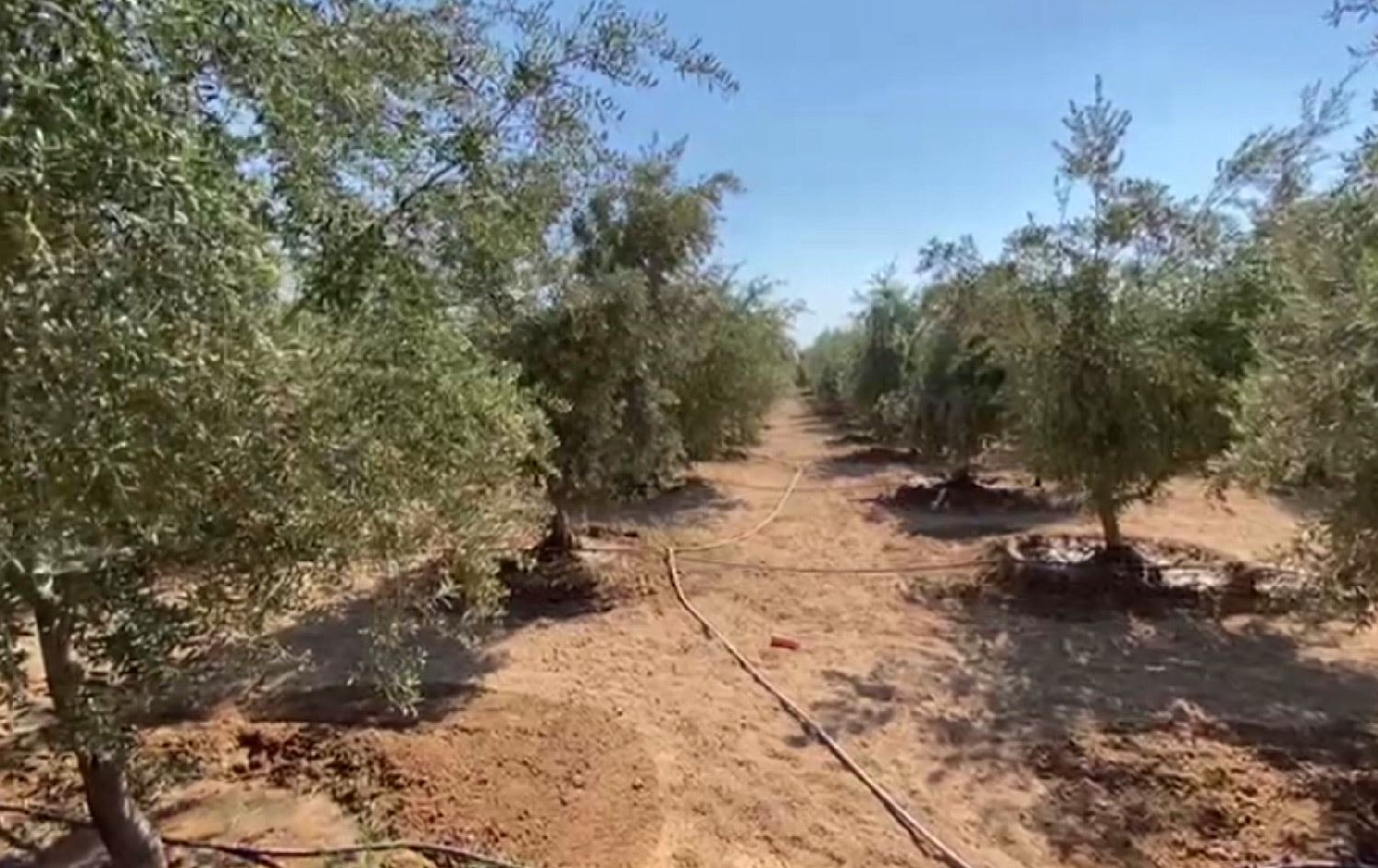 بەهۆی "وشکەساڵییەوە" بەرهەمی زەیتوون لە هەرێمی کوردستان کەمیکردووە