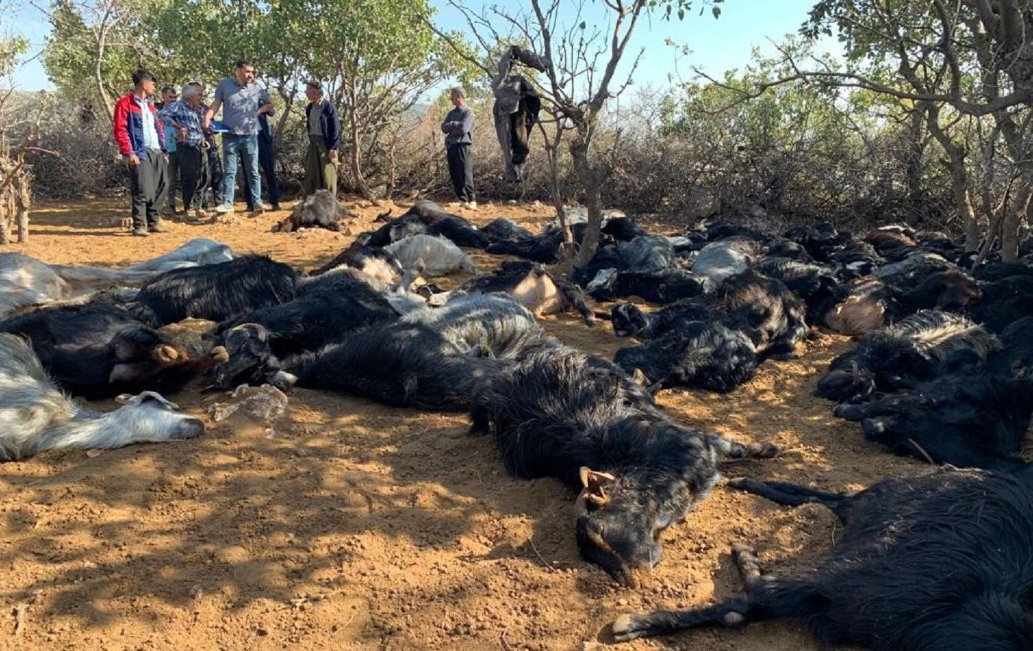 Li Semsûrê brûskê li keriyê pez da: 78 serî pez mirar bûn