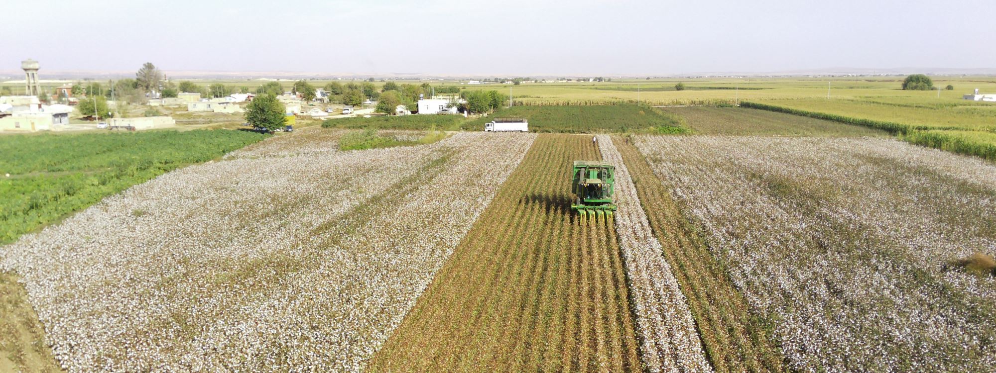 FOTO – Suruç’ta pamuk tarlaları ve pamuk hasadı
