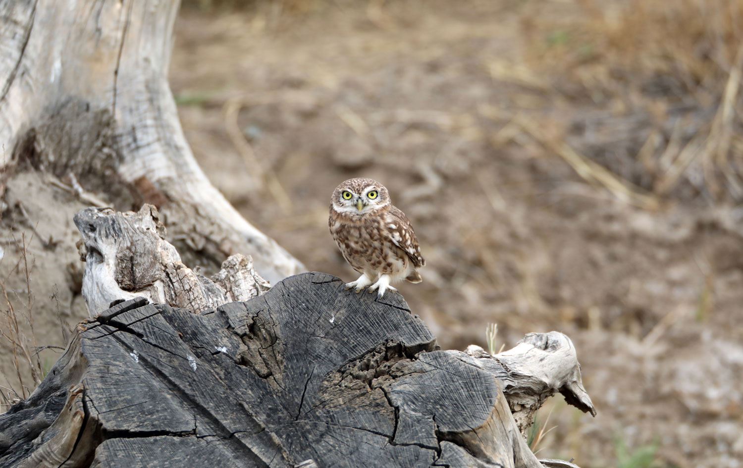 Kukumav kuşu, Ağrı Dağı eteklerinde görüntülendi