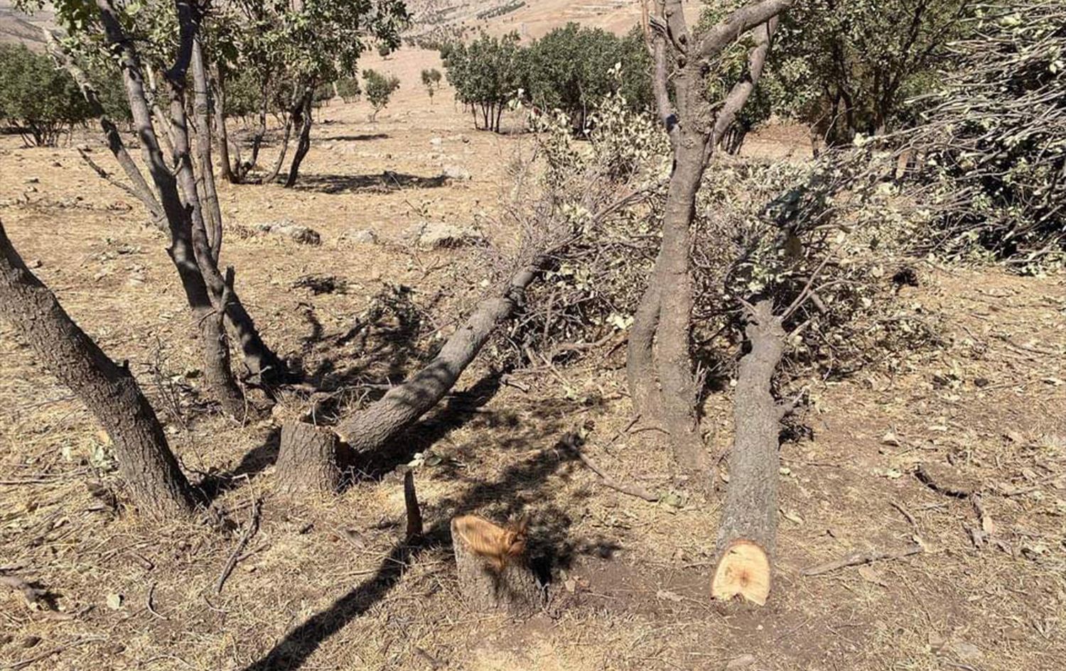 پۆلیسی دارستانی شارباژێڕ: دوو کەس زیاتر لە هەزار داریان بڕیوەتەوە و فەرمانی دەستگیرکردنیان بۆ دەرچووە