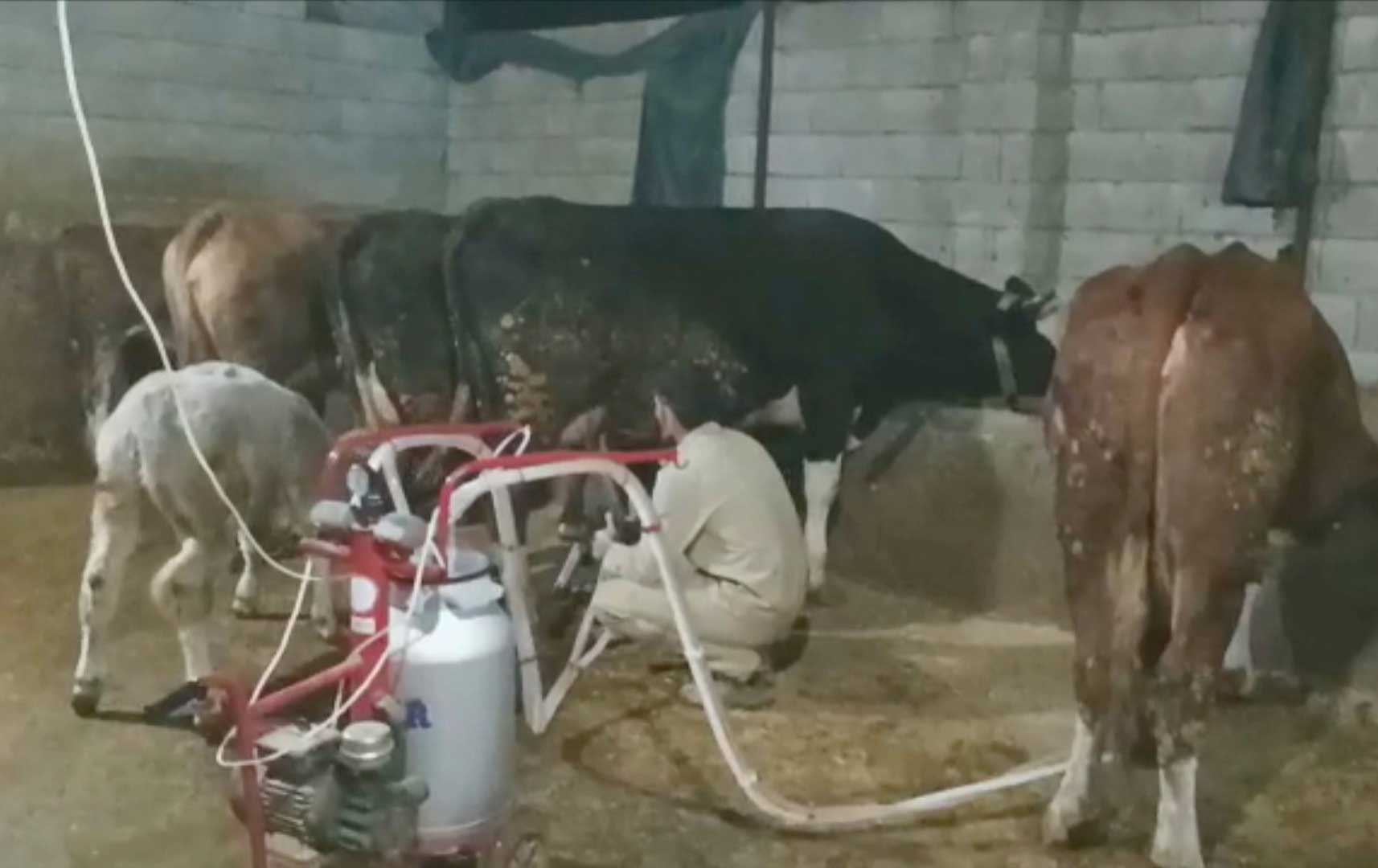 بەهۆی بەرزی نرخەکەی؛ بەرهەمهێنانی شیر لە باکووری کوردستان و تورکیا کەم دەکات