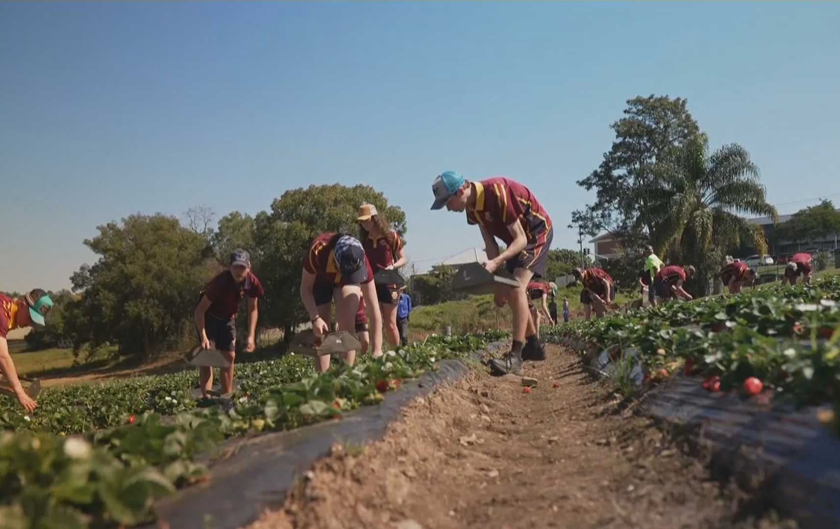 لە ئوسترالیا قوتابییان فێری ئاژەڵداری و کشتوکاڵ دەکرێن