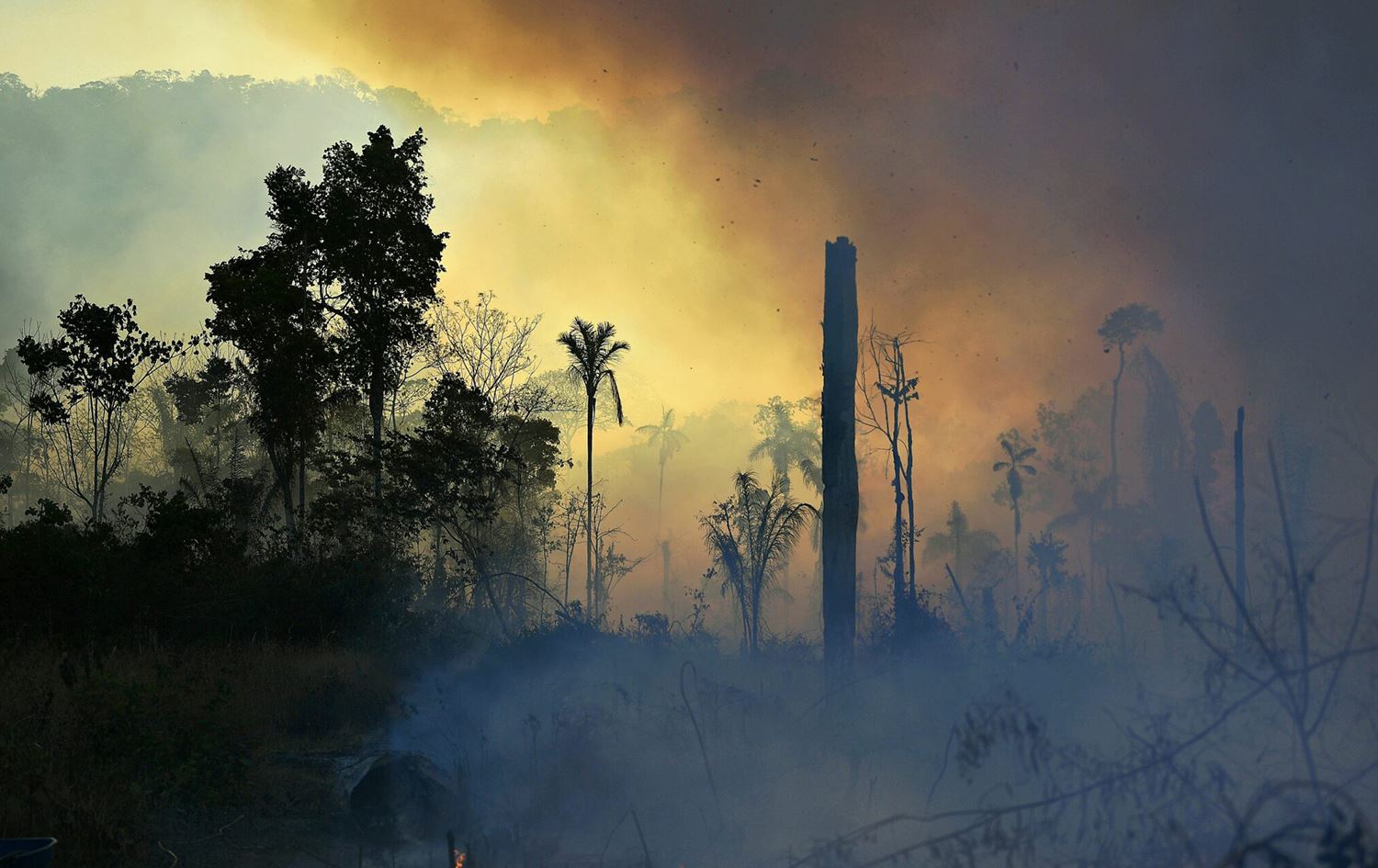 Amazon û xelkê wê yê resen di bin metirsiya jinavçûnê de ne