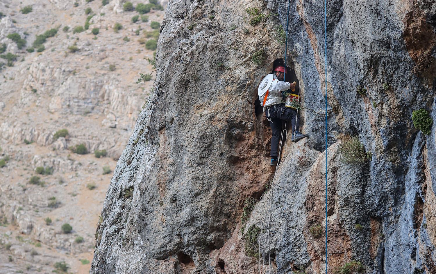 Hengvanên Wanê li zinarên asê hingivê xwezayî berhev dikin