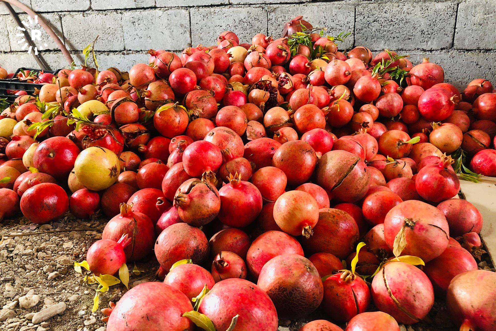 بەڕێوەبەری کشتوکاڵی هەڵەبجە: هەنار بۆ نیوە کەمبووەتەوە