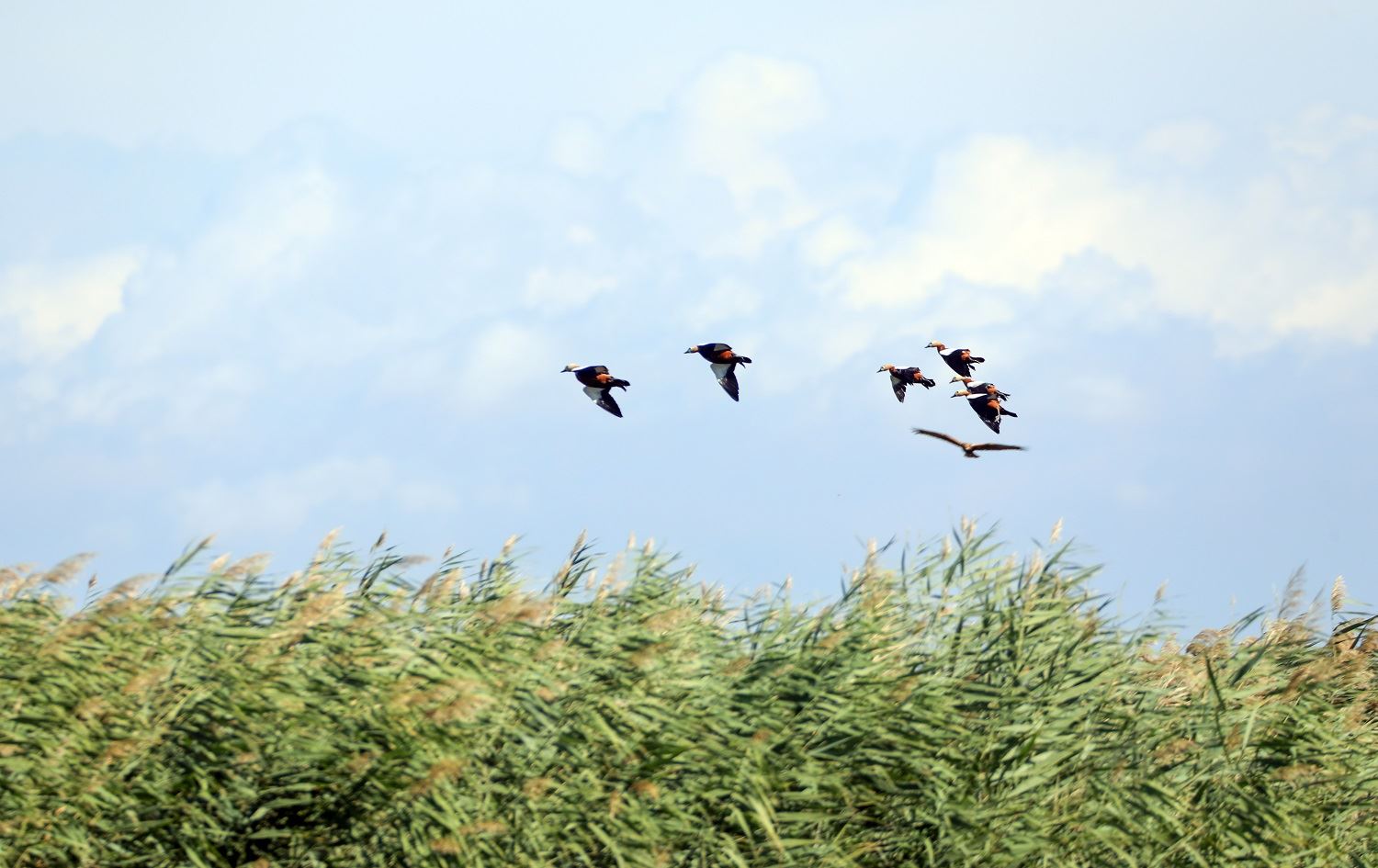 Îdir bûye bihişta teyrikên koçber