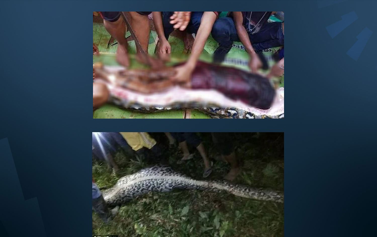 Marê 7 metreyî jineke 50 salî ya li zeviyê dixebitî kuşt û daqurtand!