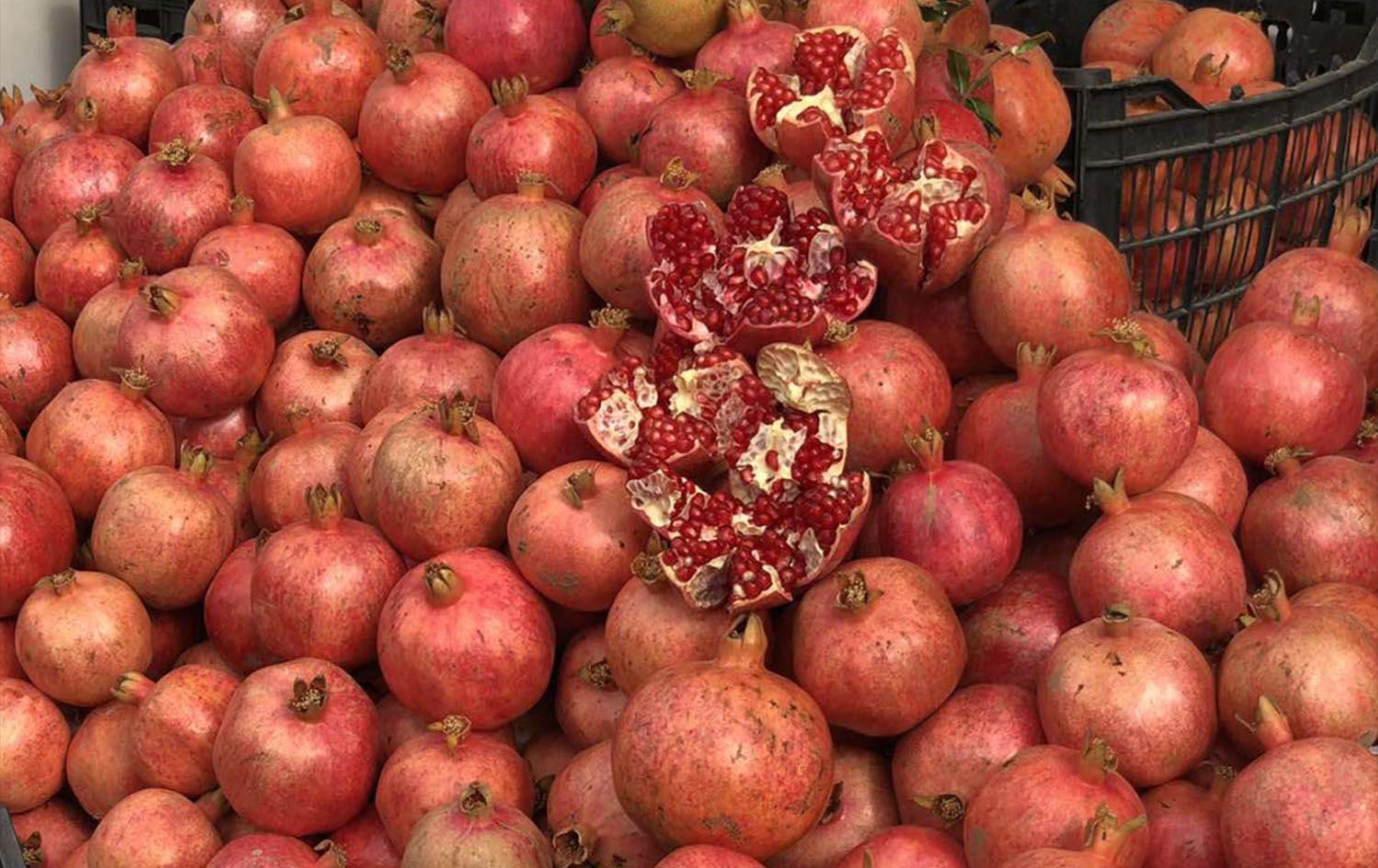 Thousands flocked to Halabja’s pomegranate festival