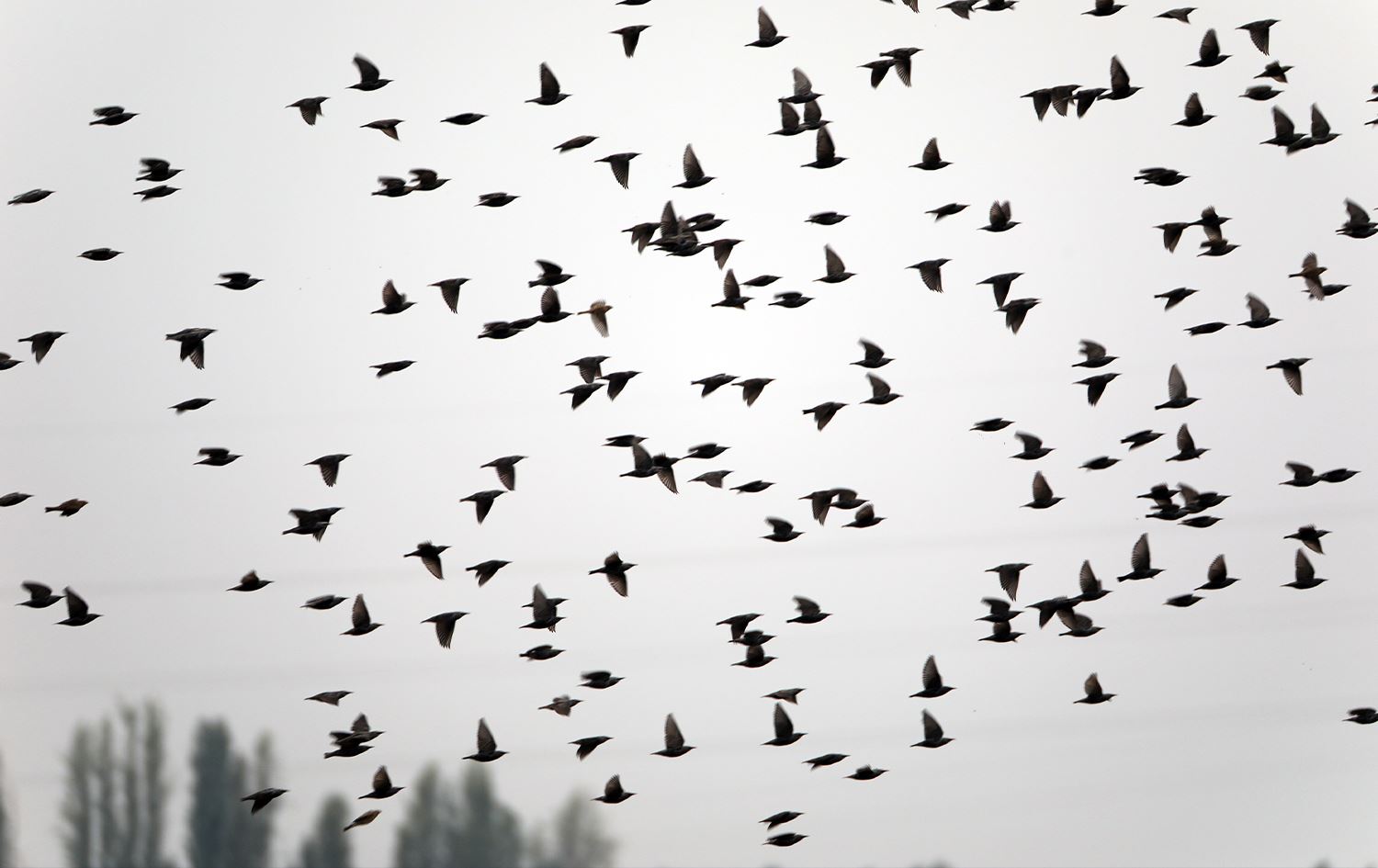 Li Îdirê 68 cûre balinde hatin tomarkirin