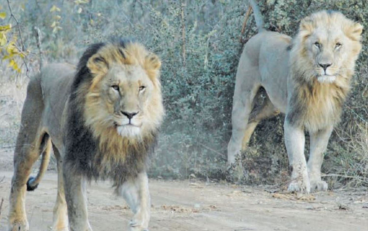 Bir grup aslan kafeslerinden kaçtı