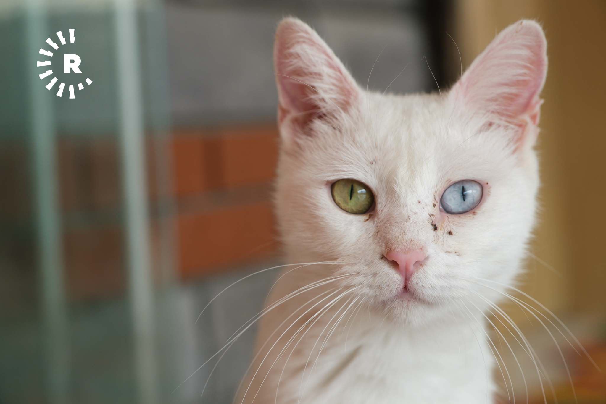 FOTO – Van kedileri Kedi Evi’nde korunuyor