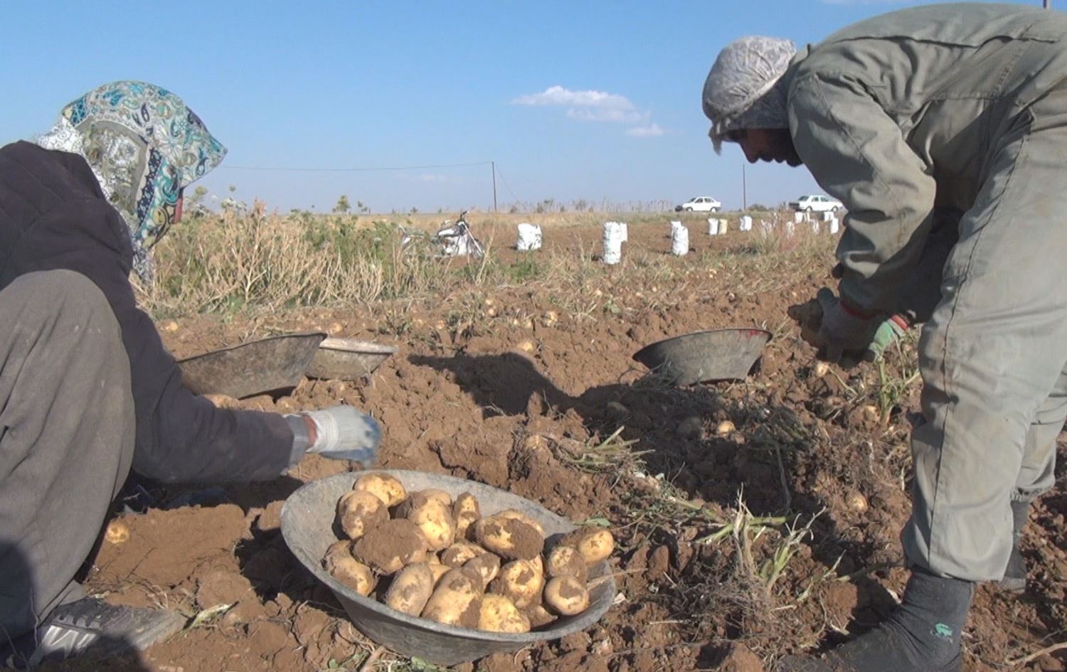 کشتوکاڵی سنە: ئەمساڵ 340 هەزار تۆن پەتاتە بەرهەمدێت