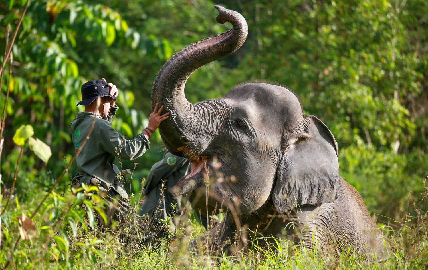 لە کینیا بەهۆی وشکەساڵییەوە زیاتر لە 200 فیل لەنێوچوون