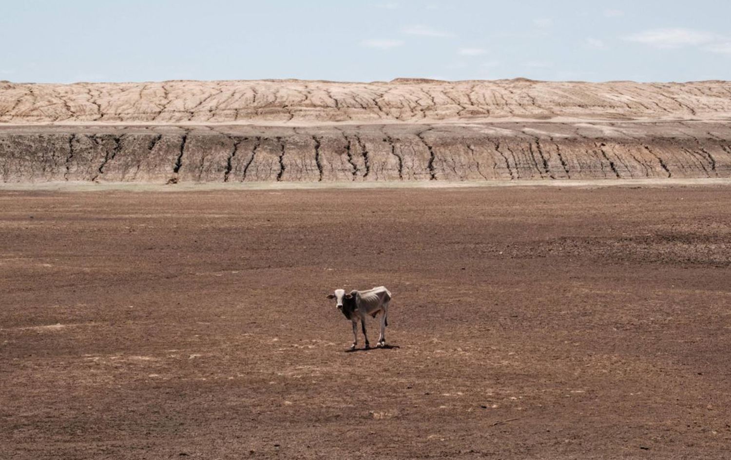 Li Kenyayê ji ber hişkesaliyê hejmareke zêde ya ajelan jinav çûne