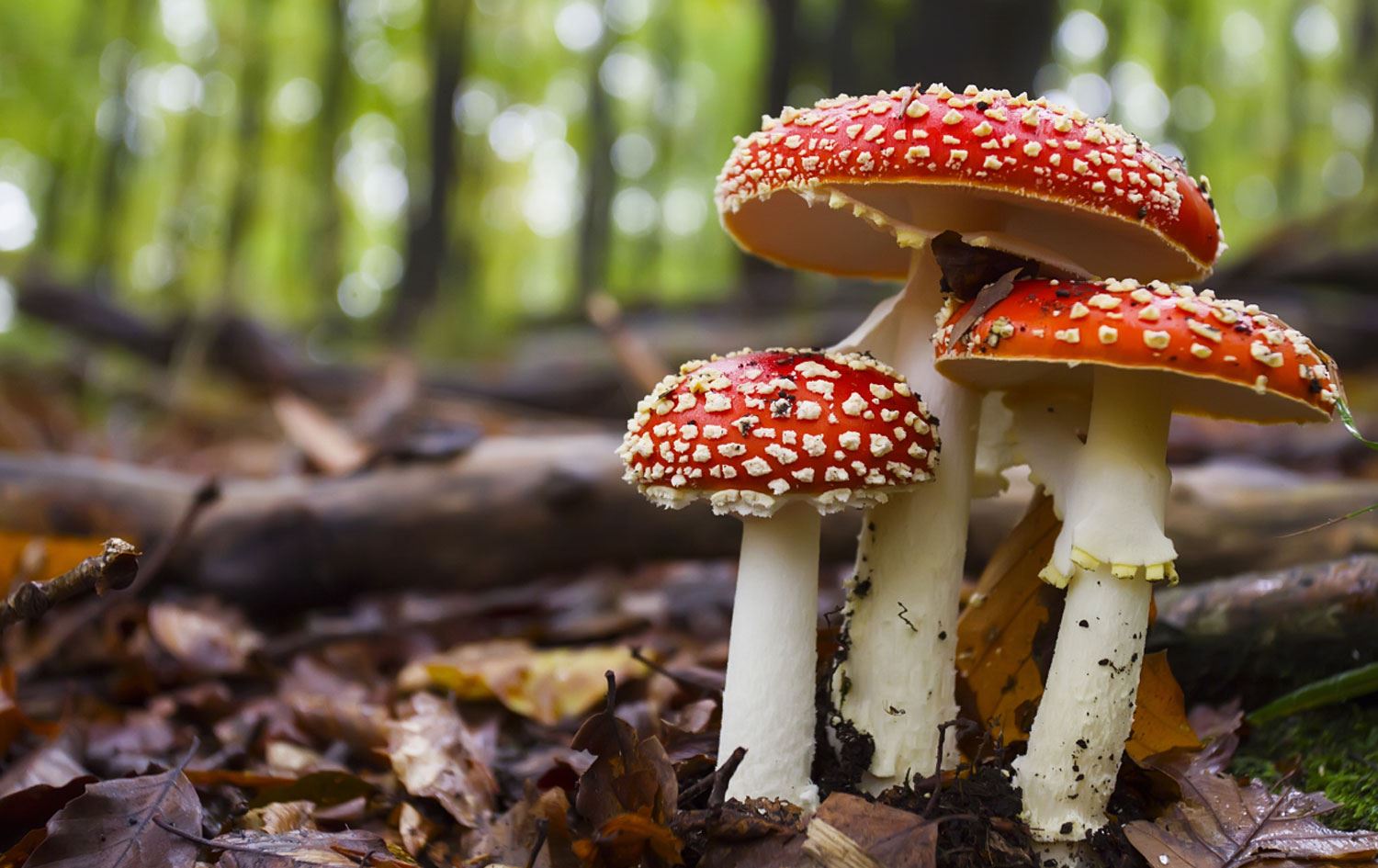 Mantar zehirlenmesi: Ölü sayısı 6’ya yükseldi