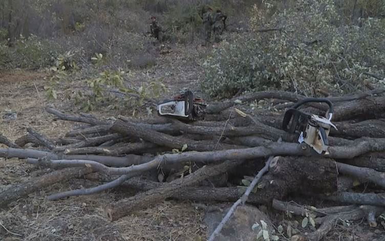 Li Duhokê 2 kes bi tohmeta birrîna daran hatin girtin