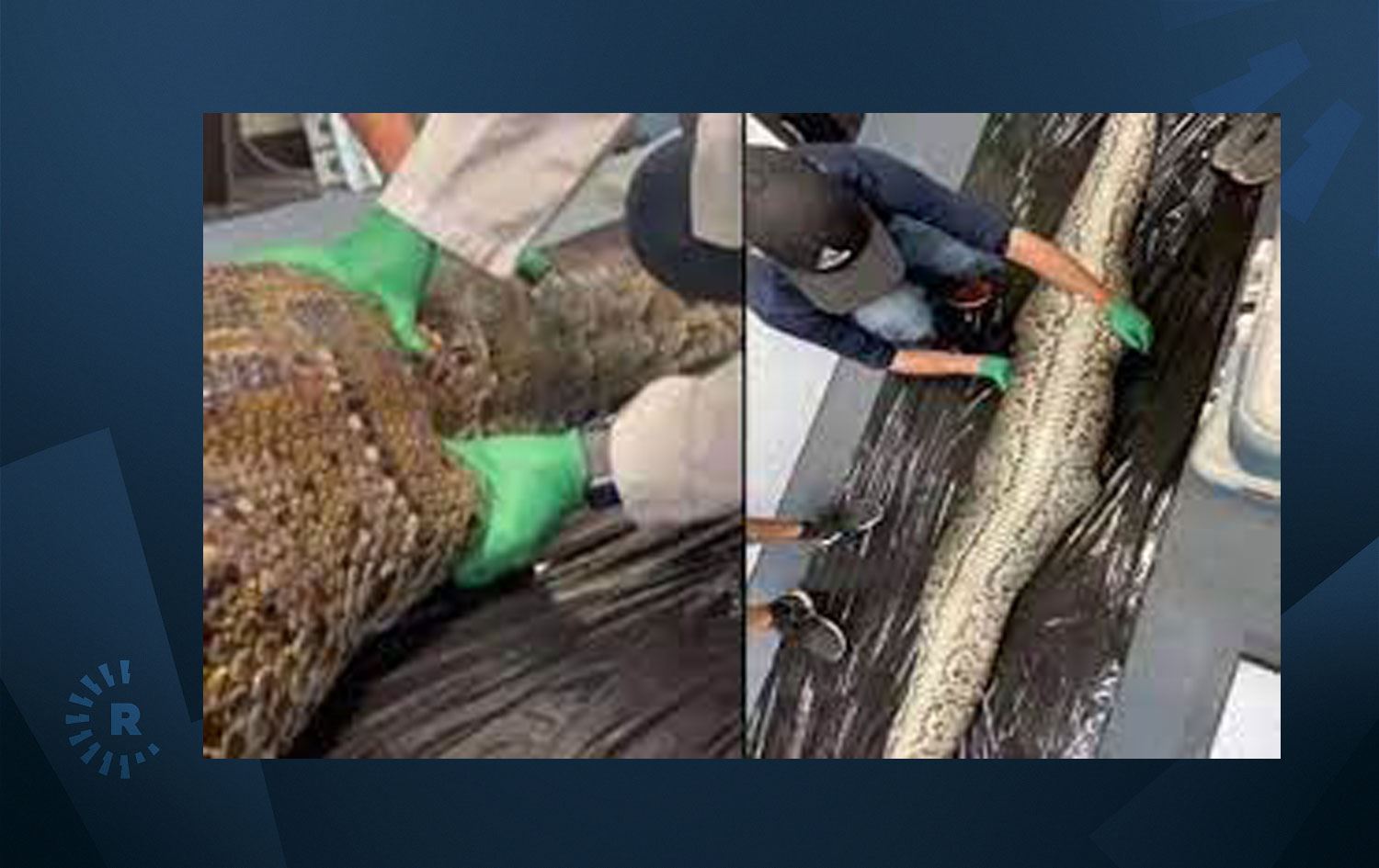 Pitonun midesinden çıkan canlı görenleri şok etti