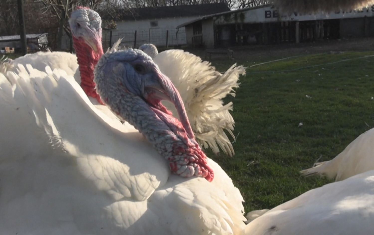 نرخی قەل لە ئەمریکا بەرزبووەوە؛ لە رۆژی سوپاسگوزاریدا 88%ی ئەمریکییەکان قەل دەخۆن