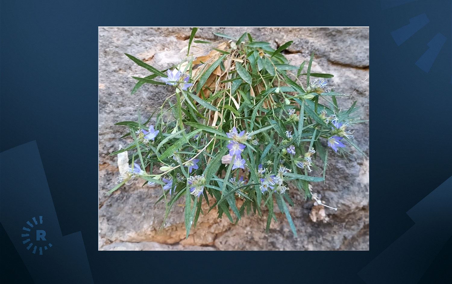 Adıyaman'da yeni bir bitki türü keşfedildi
