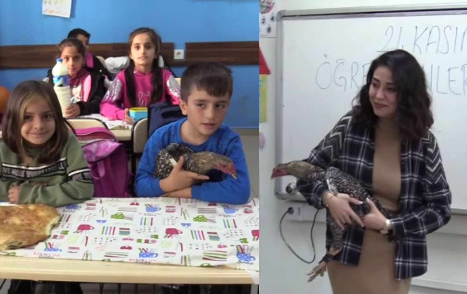 VİDEO- Batman’da bir öğrenci öğretmenine tavuk hediye etti