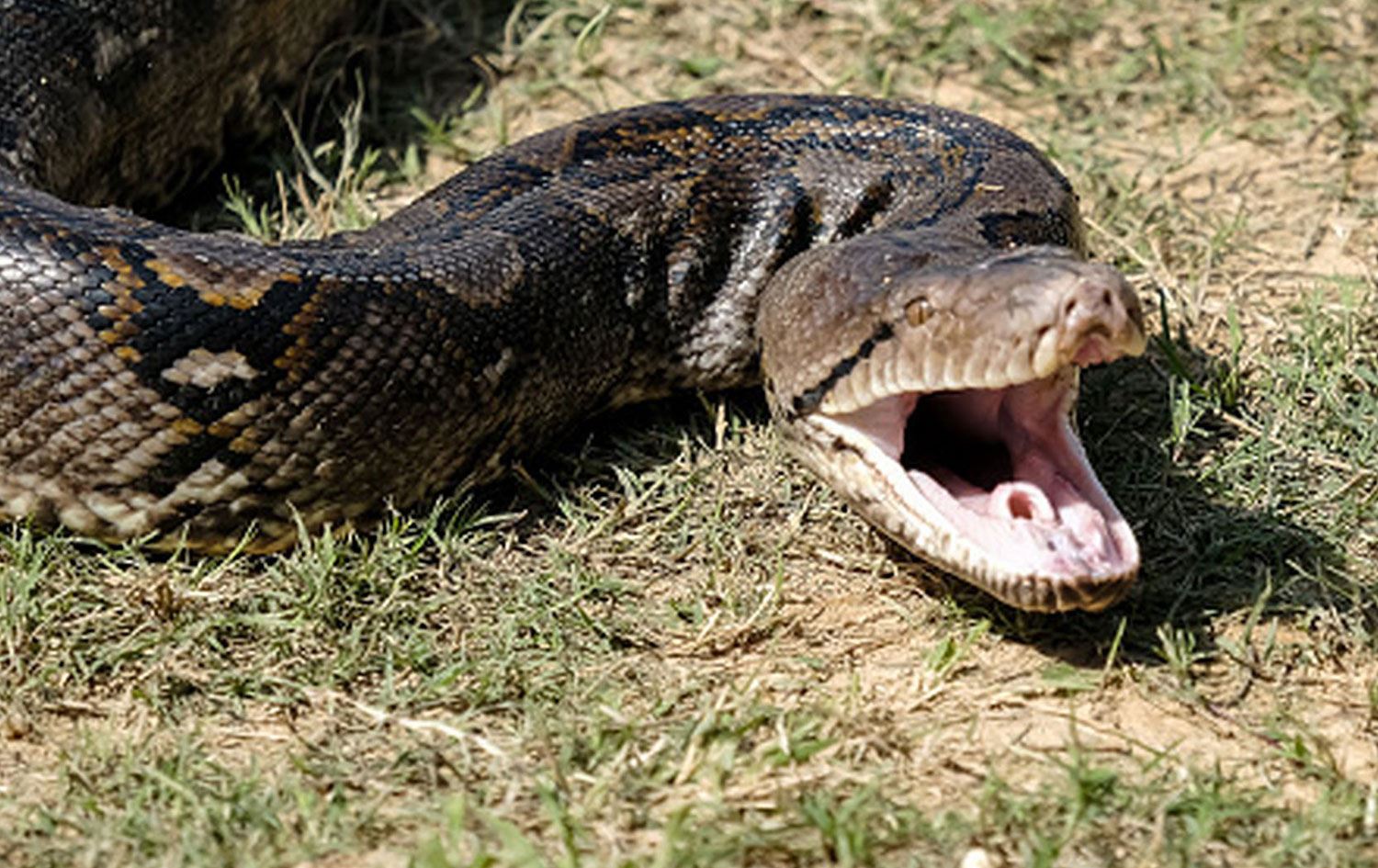 P﻿iton yılanının sürüklediği 5 yaşındaki çocuğu, babası ve dedesi kurtardı