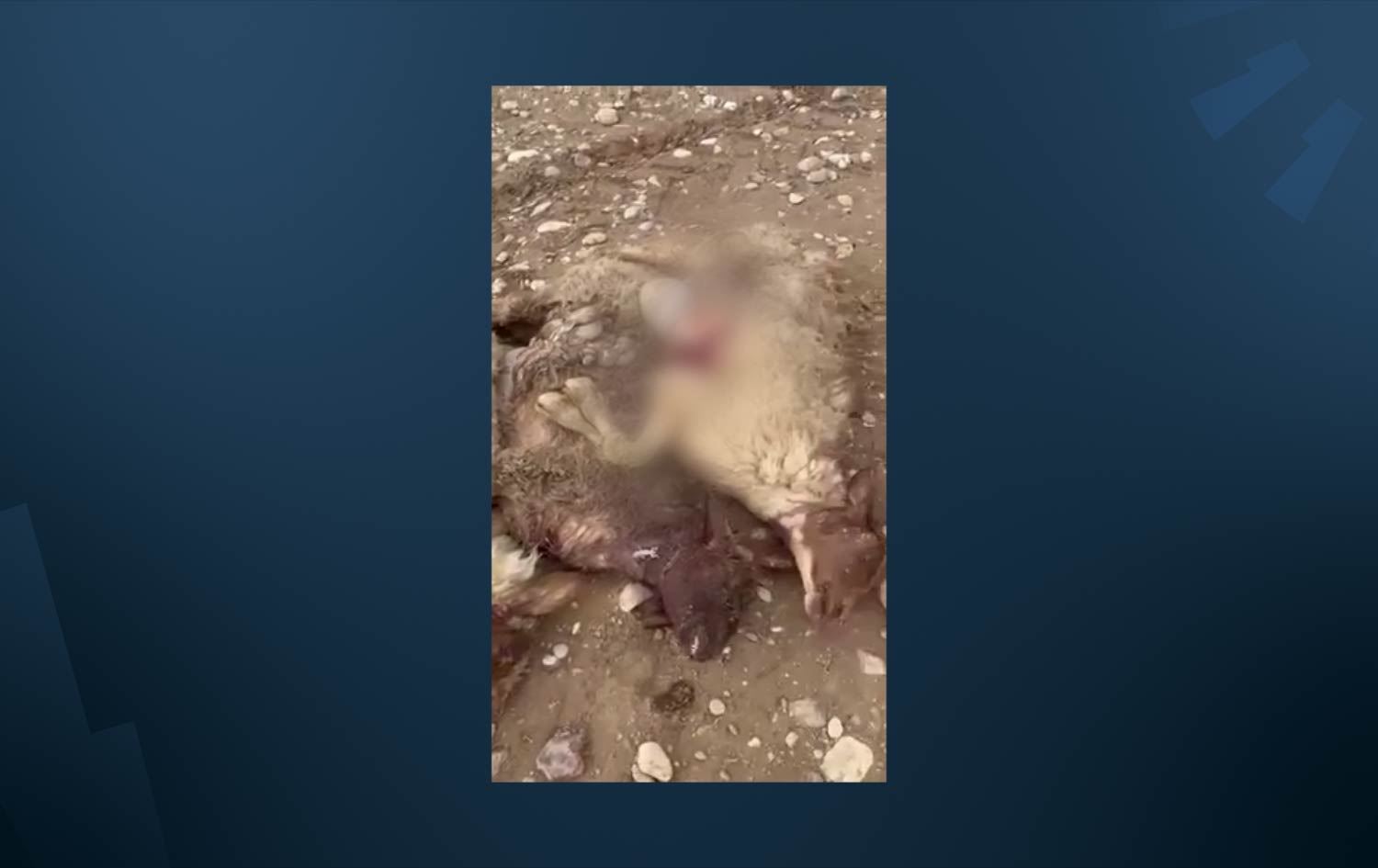 ژمارەیەک گورگ لە گوندێکی کەرکووک هێرش دەکەنە سەر رانە مەڕی شوانێکی کورد و زیانێکی زۆری پێدەگەیێنن