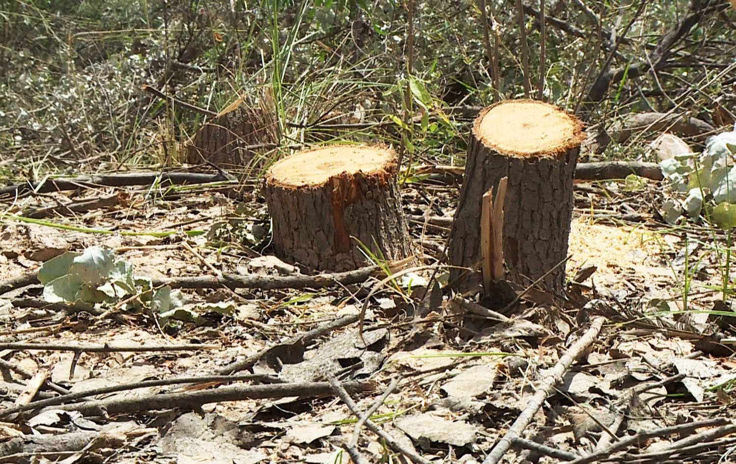 پۆلیسی دارستان: ئەمساڵ 535 کەس لەسەر داربڕین دەستگیرکراون