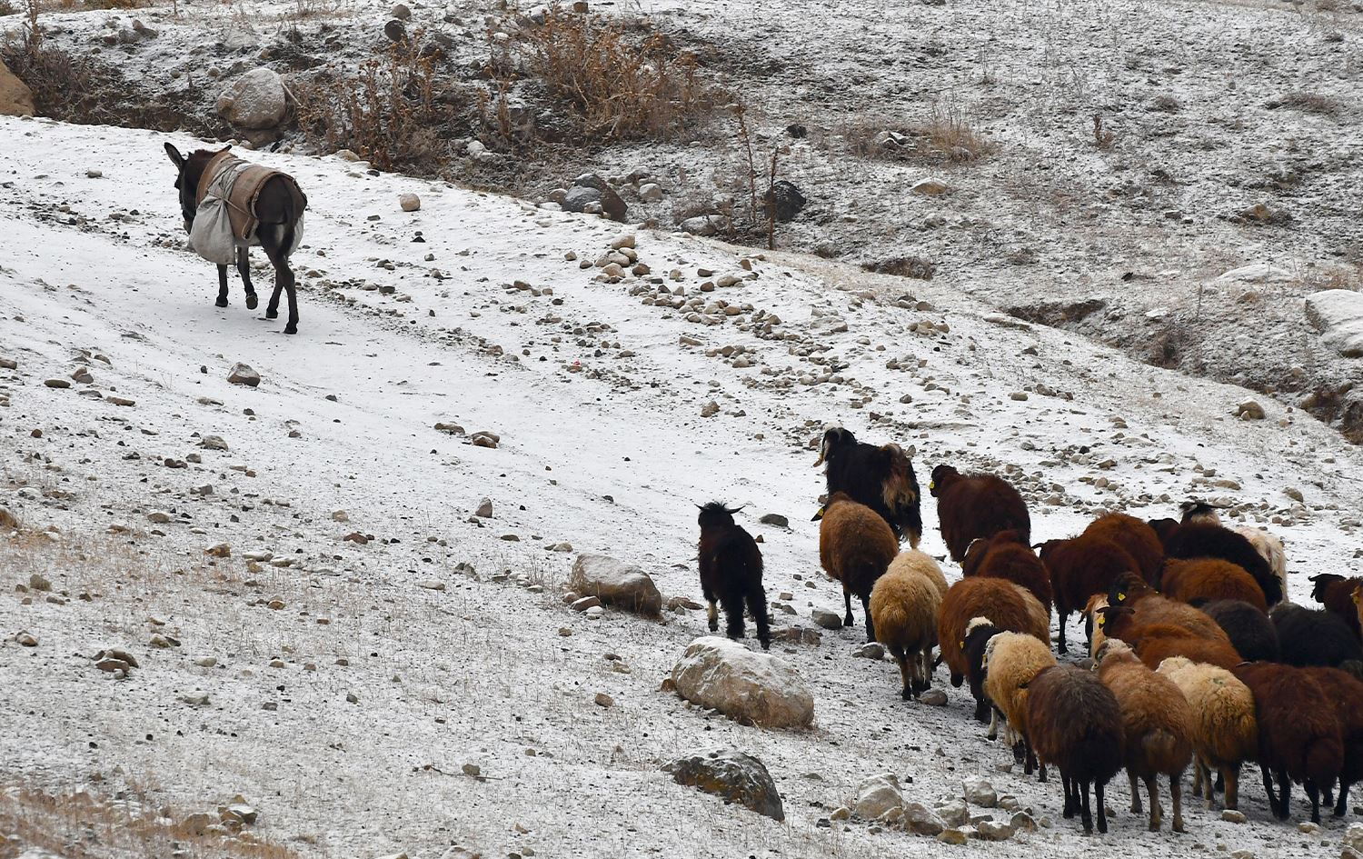 Li parêzgehên Herêma Serhedê barîna berfê dest pê kir