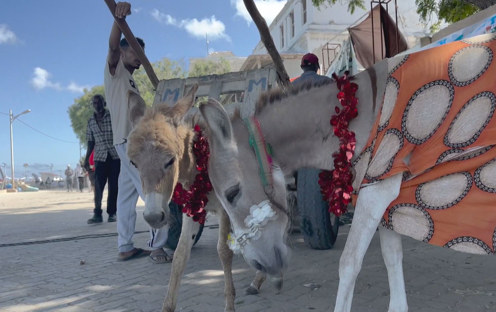 فێستیڤاڵی نمایشی جوانترین گوێدرێژ لە کینیا بەڕێوەچوو