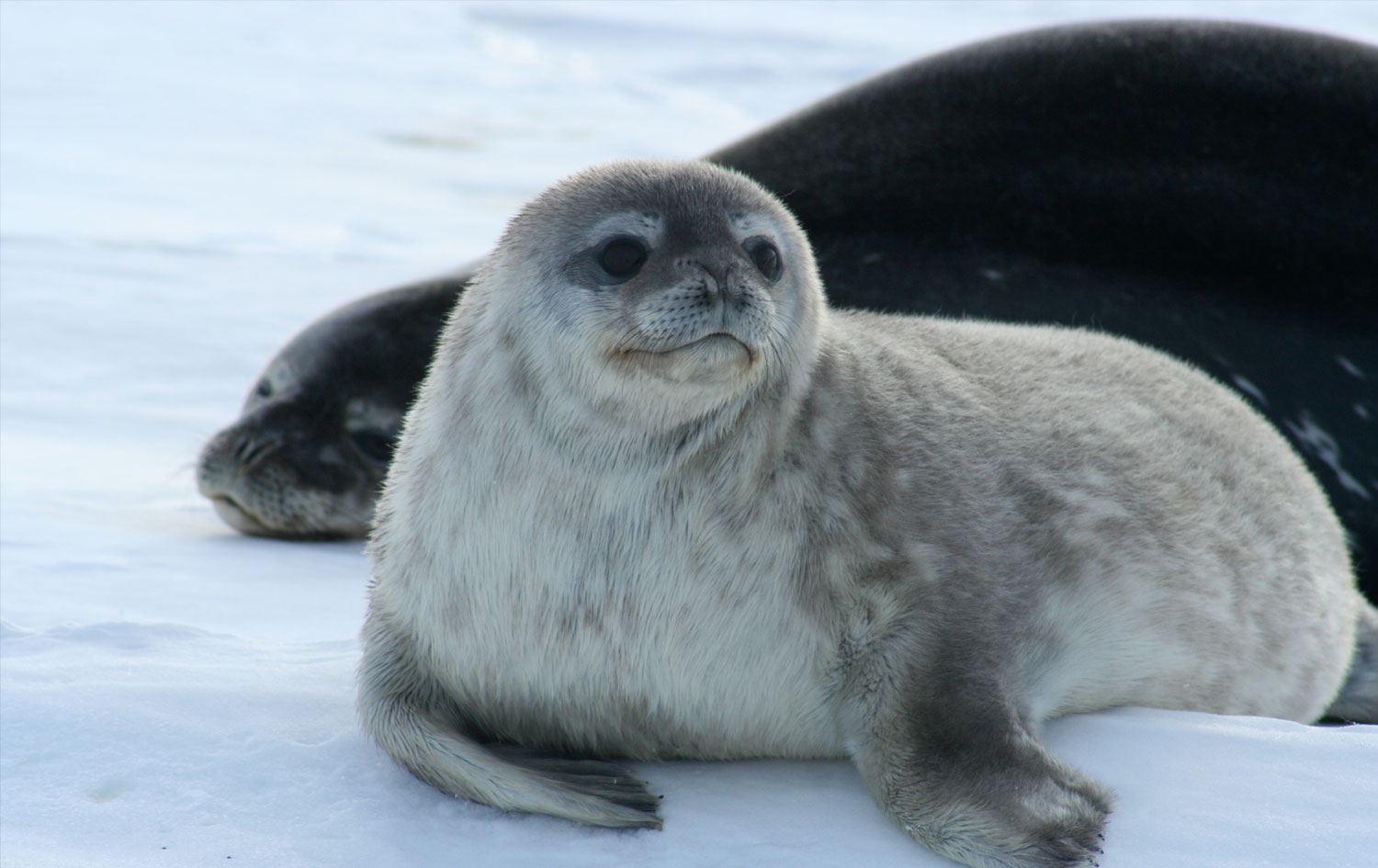 Hazar Denizi'nde en az 2 bin fok ölü bulundu