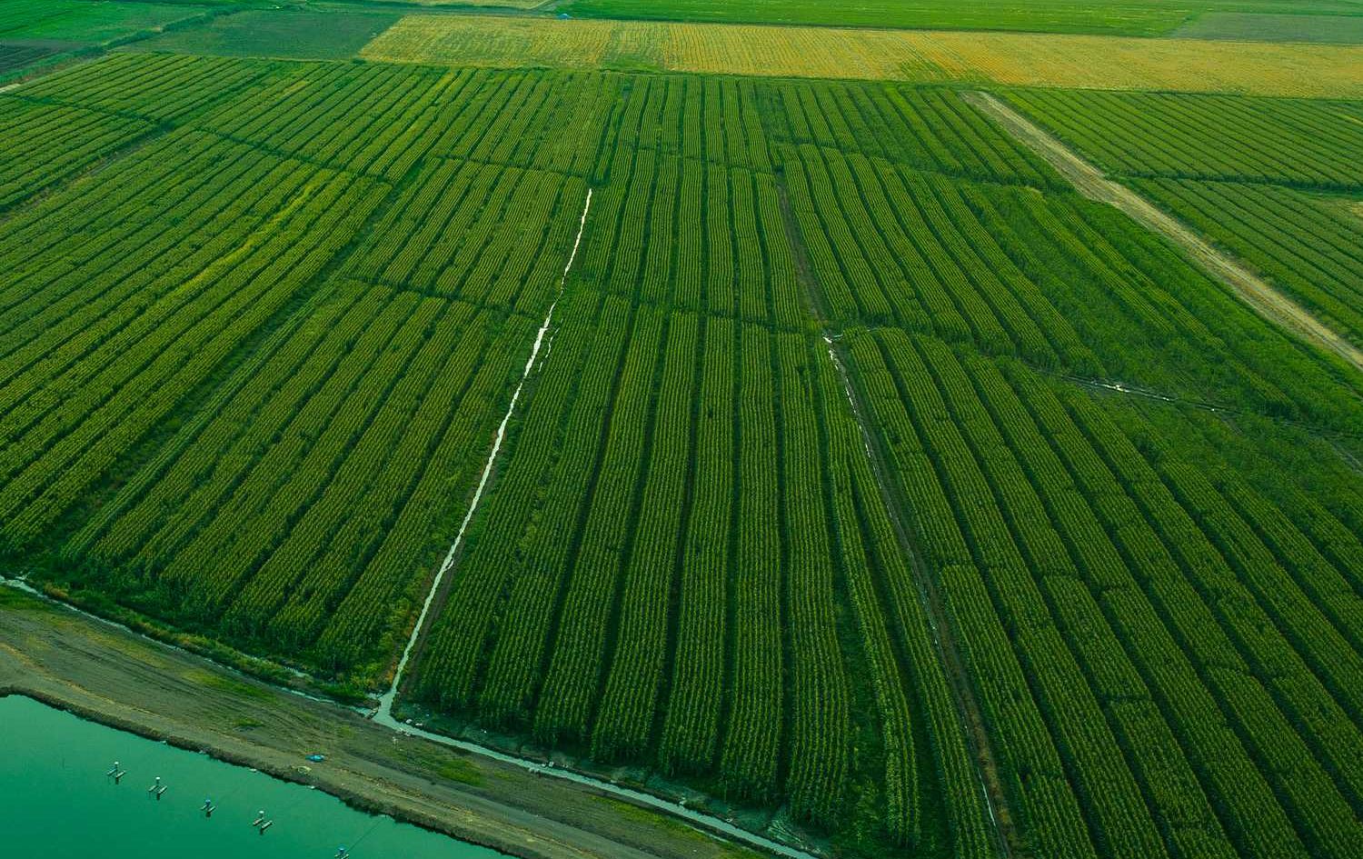 ئەنجوومەنی وەزیرانی عێراق 250 ملیار دینار بۆ کڕینی گەنمەشامی تەرخان دەکات