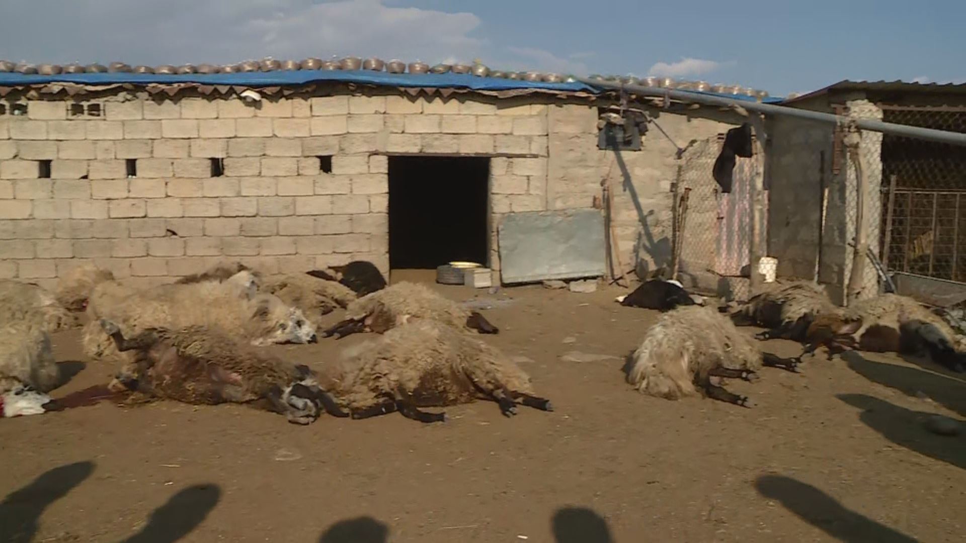 25 سەر ئاژەڵ لە ئاکرێ مردار بوون