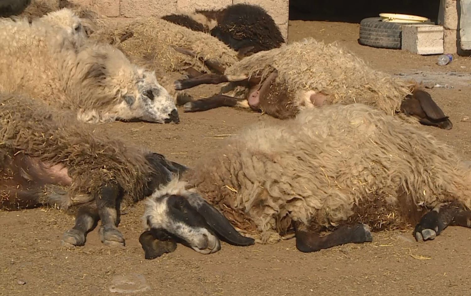 بەهۆی خواردنی گیایەکەوە 97 مەڕی هاونیشتمانییەک لە ئاکرێ ژەهراویبوون