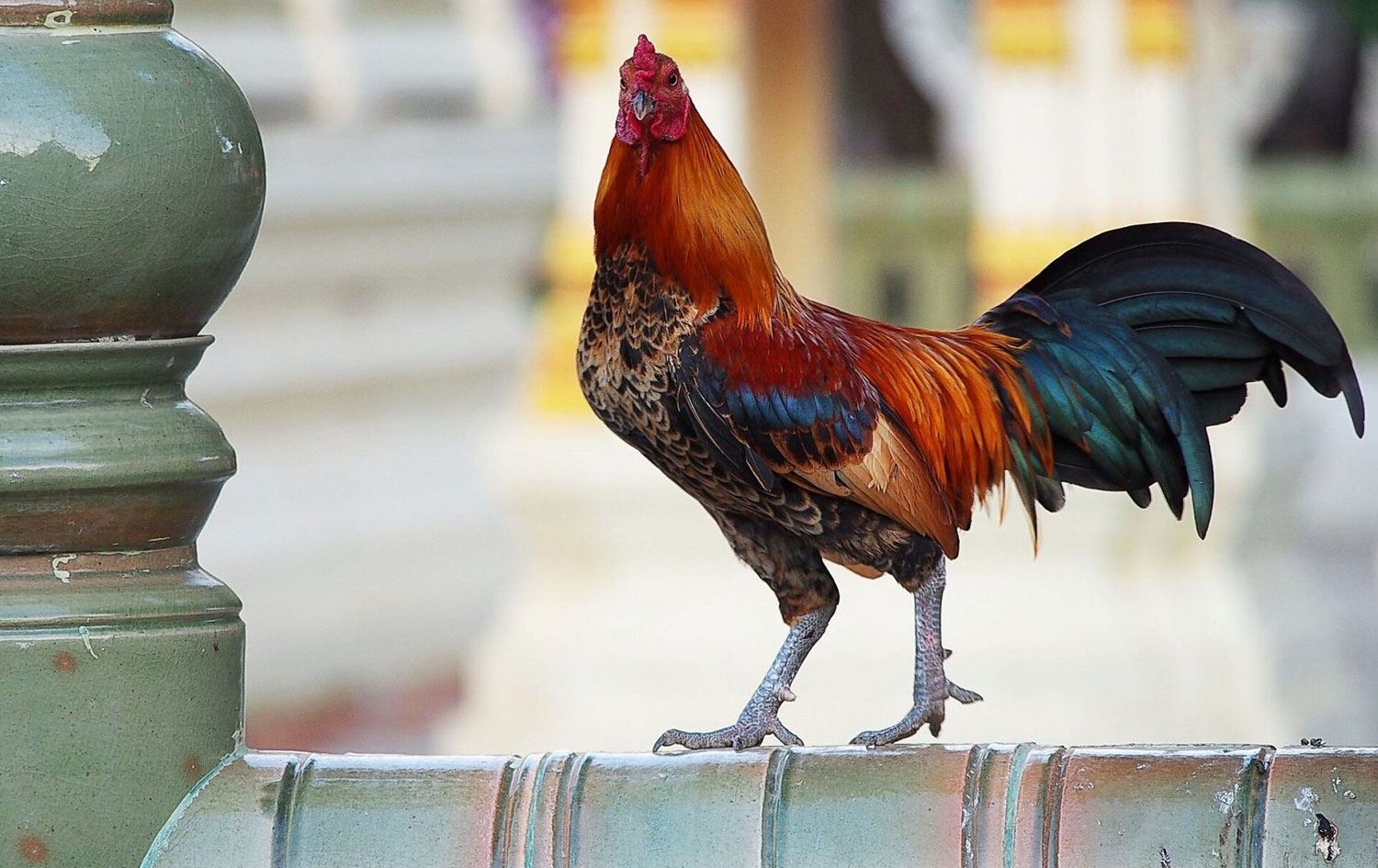 Kümesten horoz hırsızlığı kameraya yansıdı