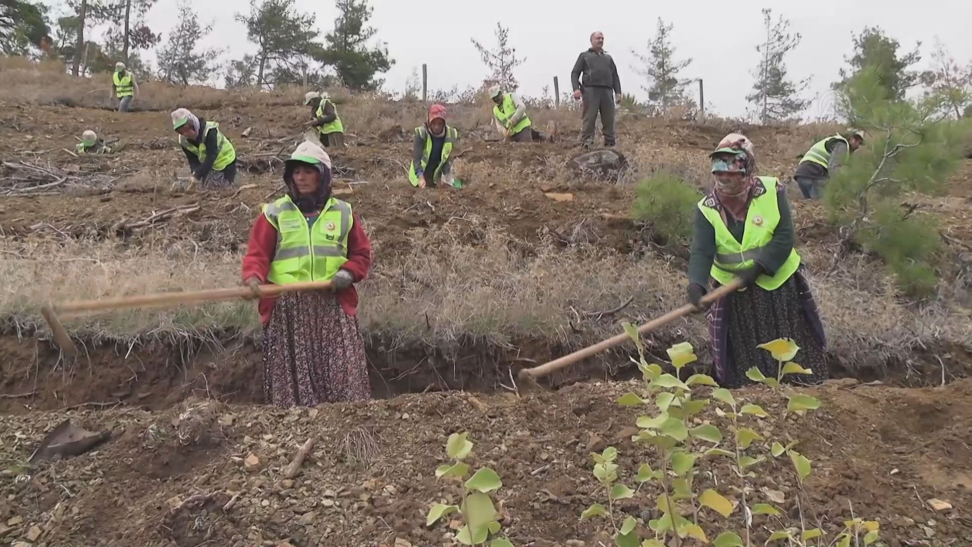 لە گمگمی باکووری کوردستان 105 هەزار دۆنم زەوی پاککرایەوە و دەکرێتە دارستان