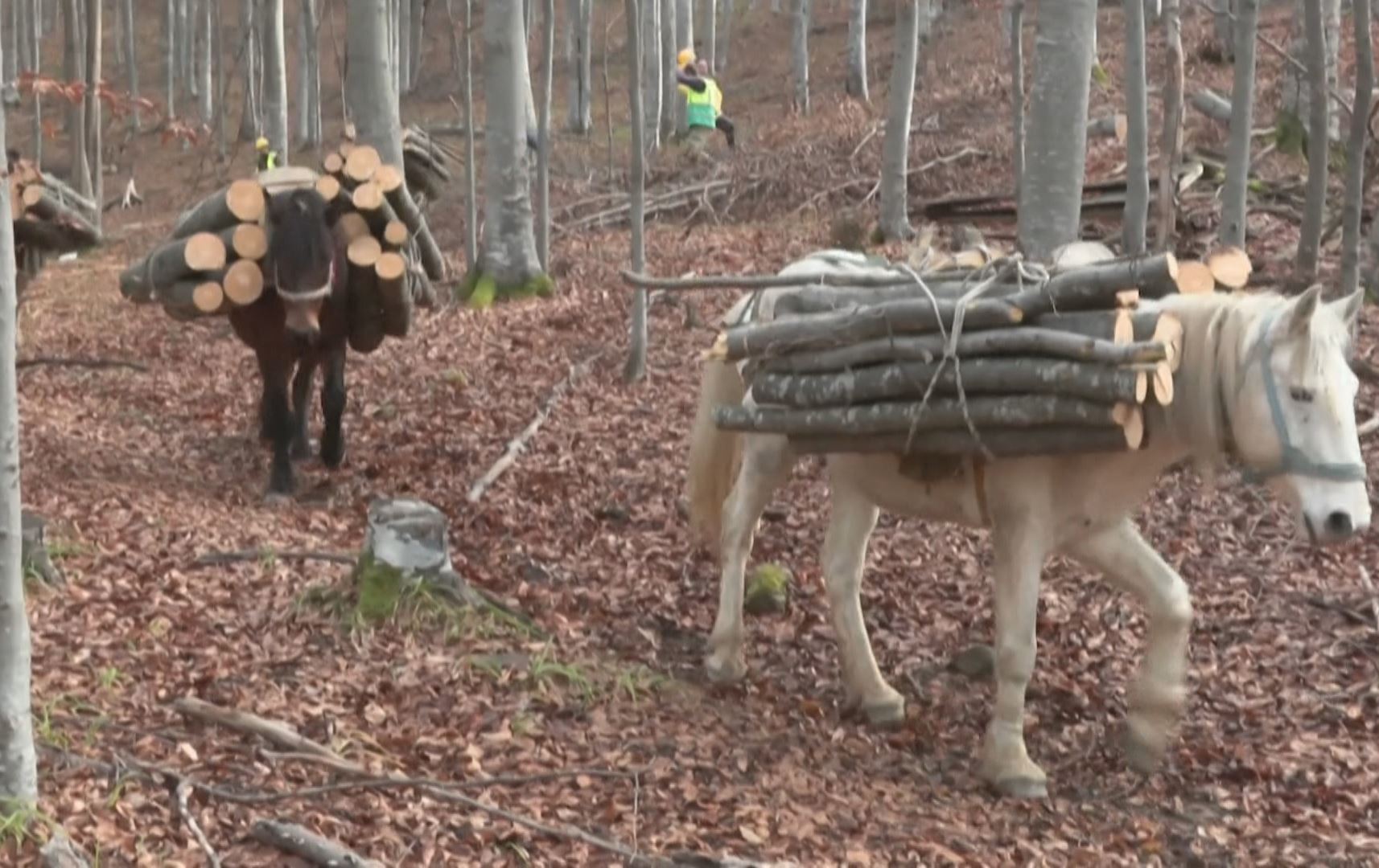 لە بولگاریا گرانی نرخی گاز و کارەبا بەکارهێنانی داری بۆ خۆگەرمکردنەوە زیادکردووە