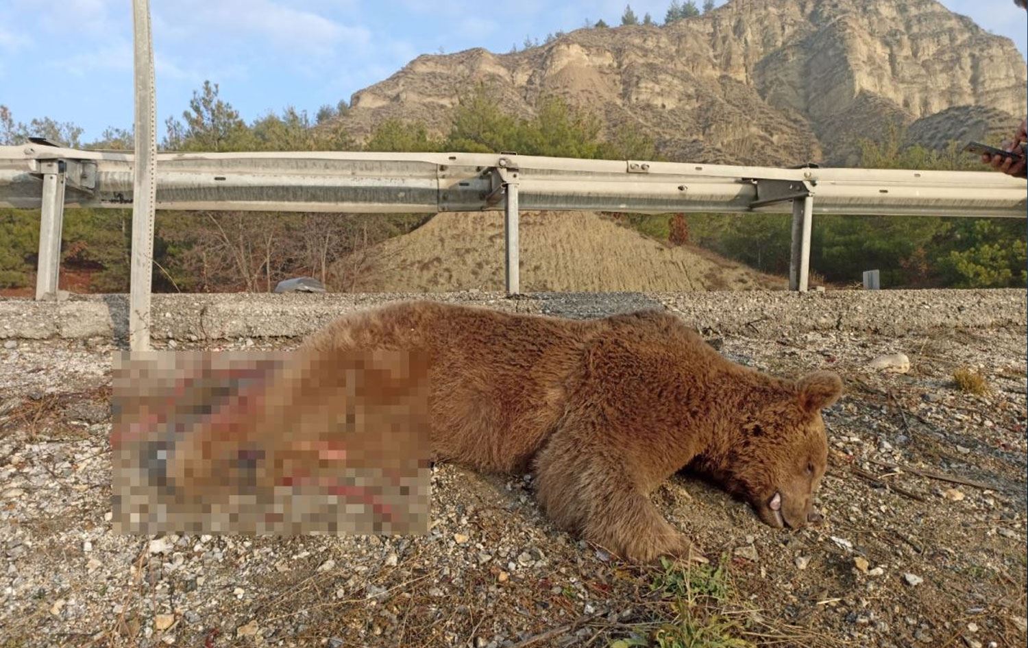 Aracın çarpmasıyla ölen ayı müzede 'sergilenecek'