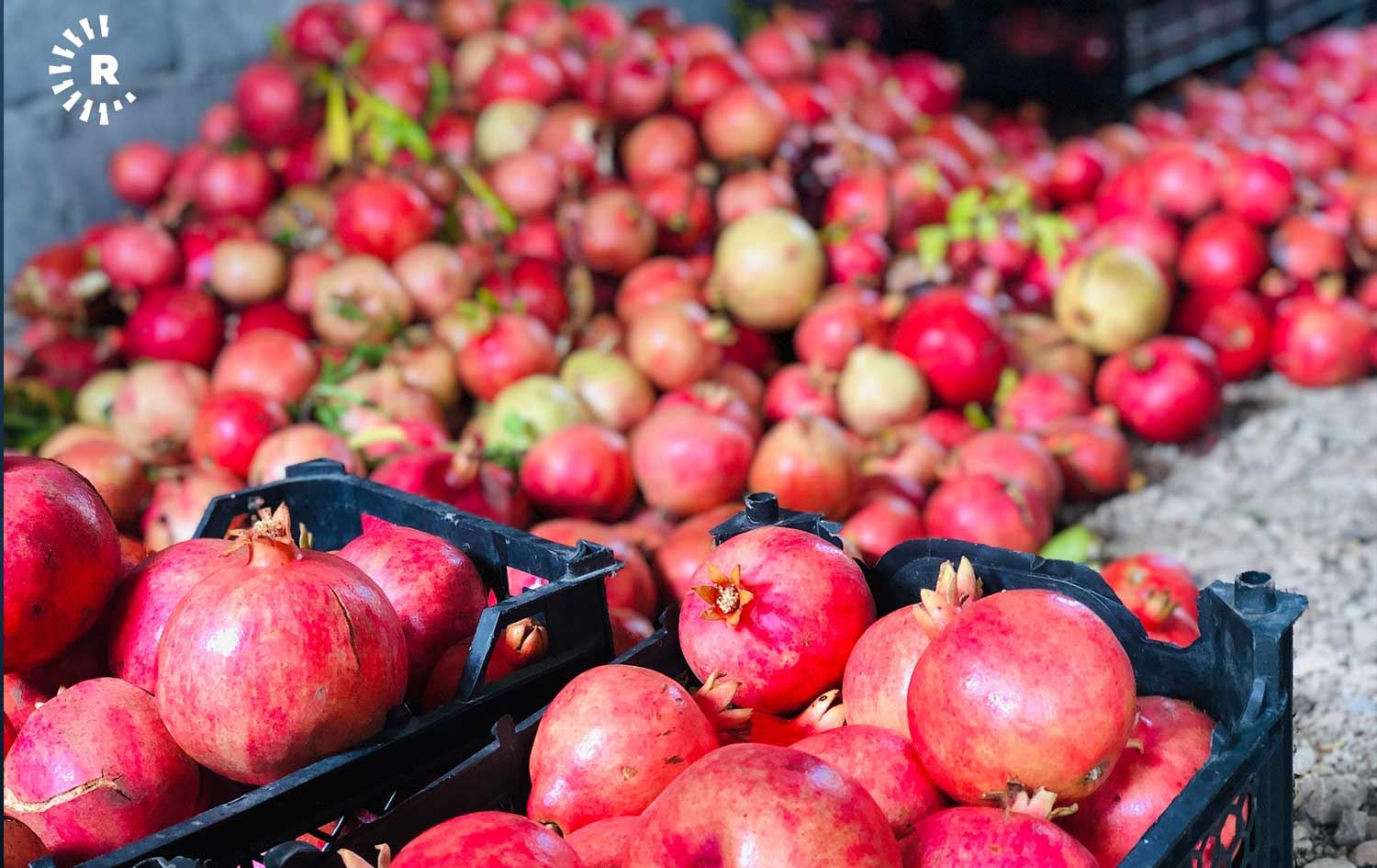 دوای هەنار ساڵی داهاتوو ترێ، سێو و هەنگوینی کوردستان هەناردە دەکرێت