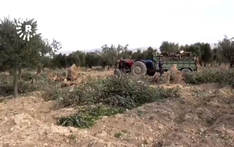 Li Efrînê di heftiyekê de bêhtirî 200 darzeytûn ji aliyê grûpên çekdar ve hatine birrîn