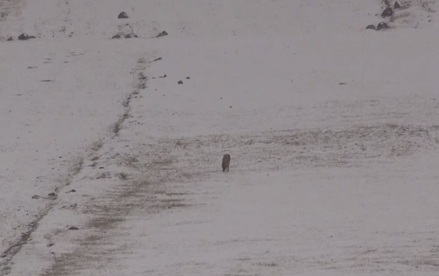 Li Qersê gurê birçî daket gund