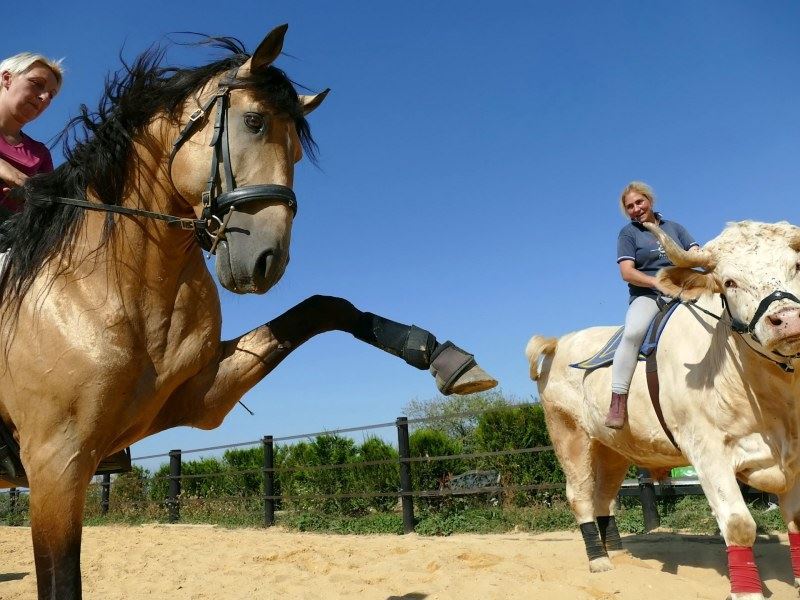 Gayê ku xwe wek hesp dibîne