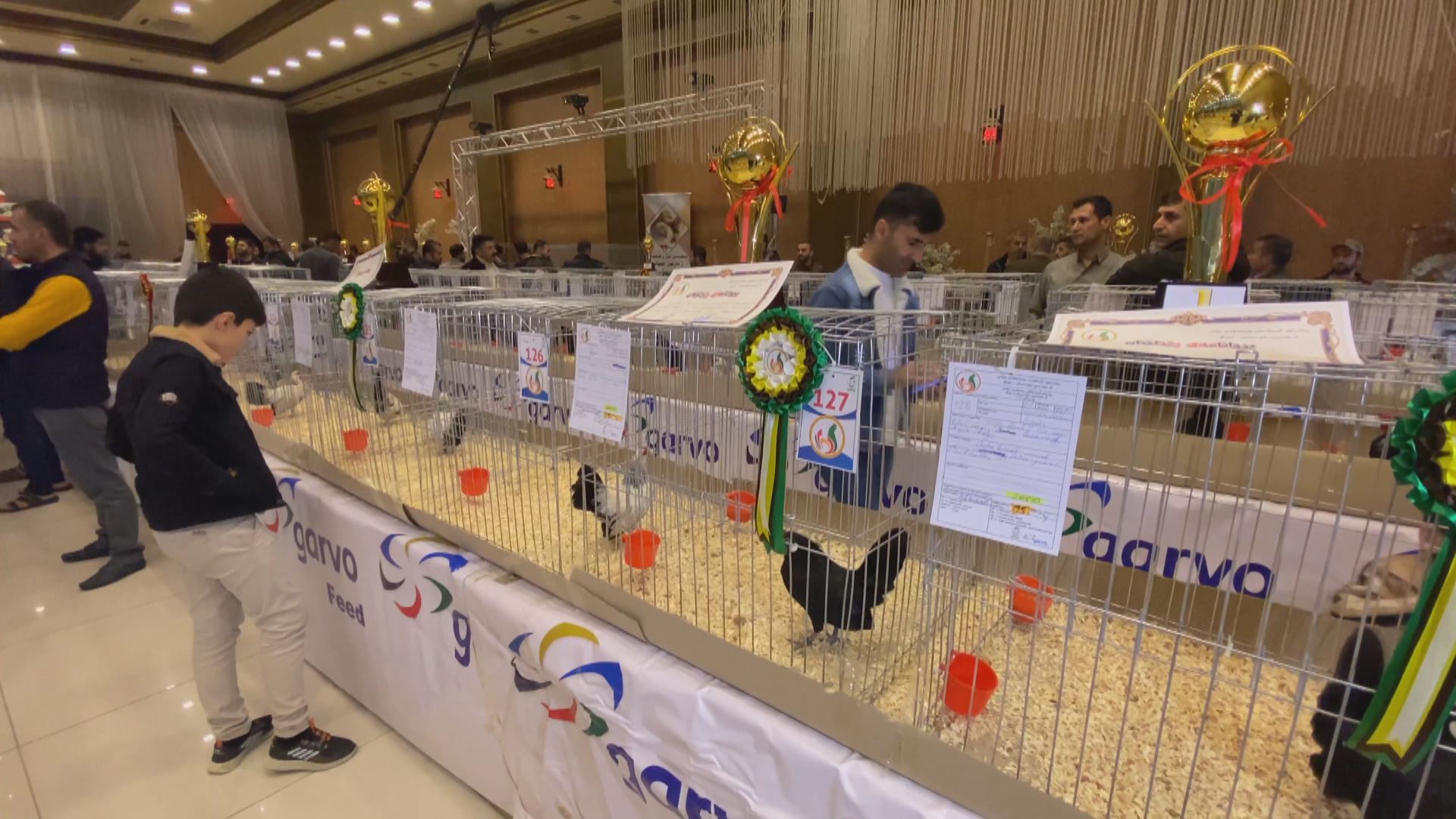 Erbil embraces fifth best hen and rooster festival
