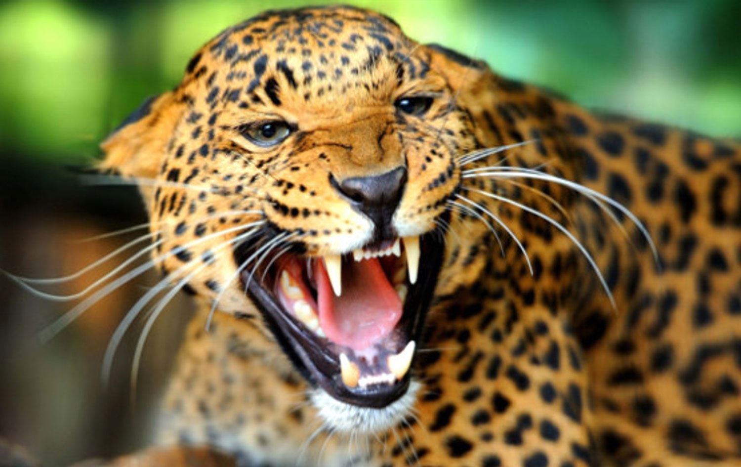 Leopar zaroka 7 salî revand û parçe kir