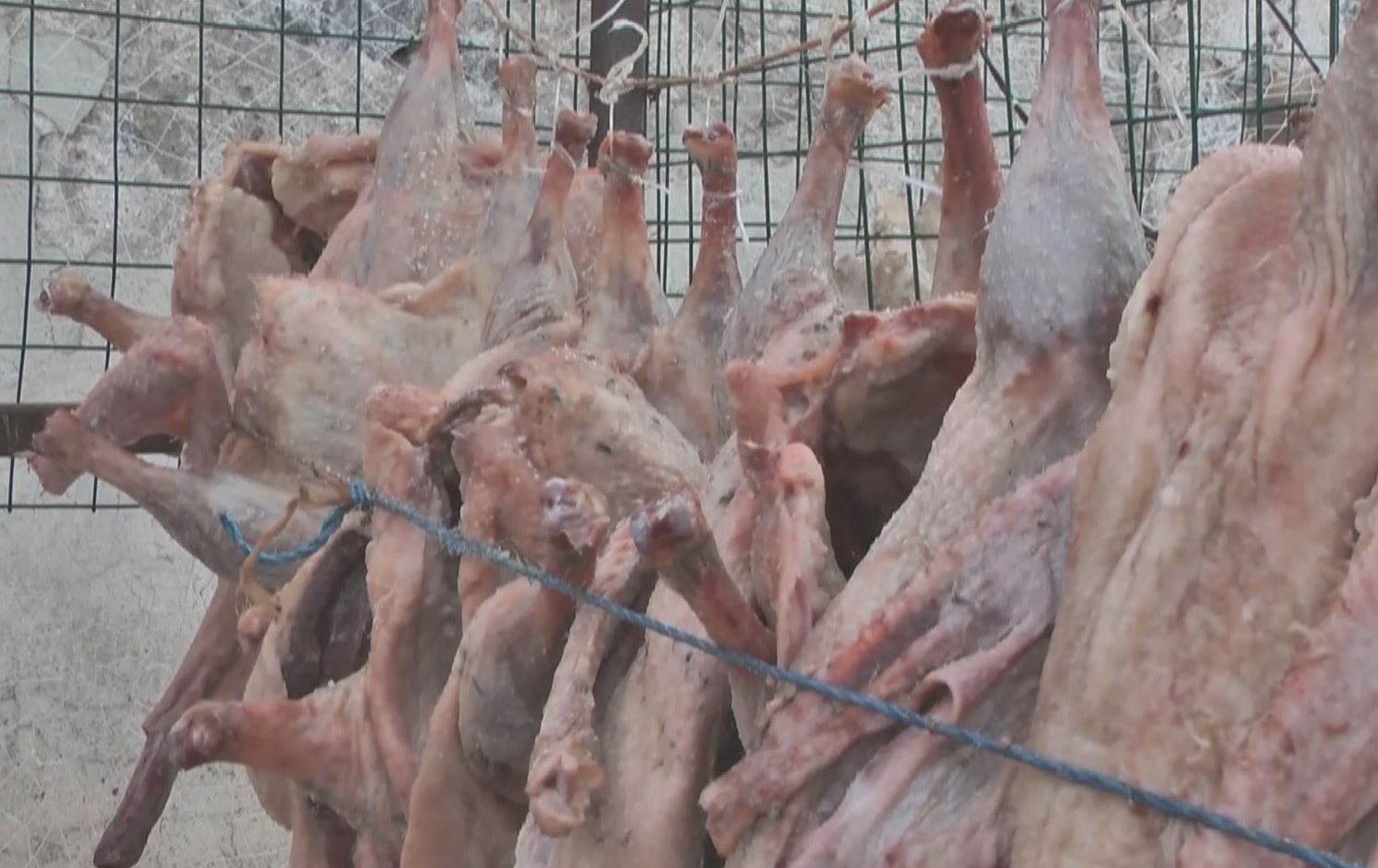 لە قەرسی باکووری کوردستان وەرزی خواردنی گۆشتی قاز دەستیپێکرد