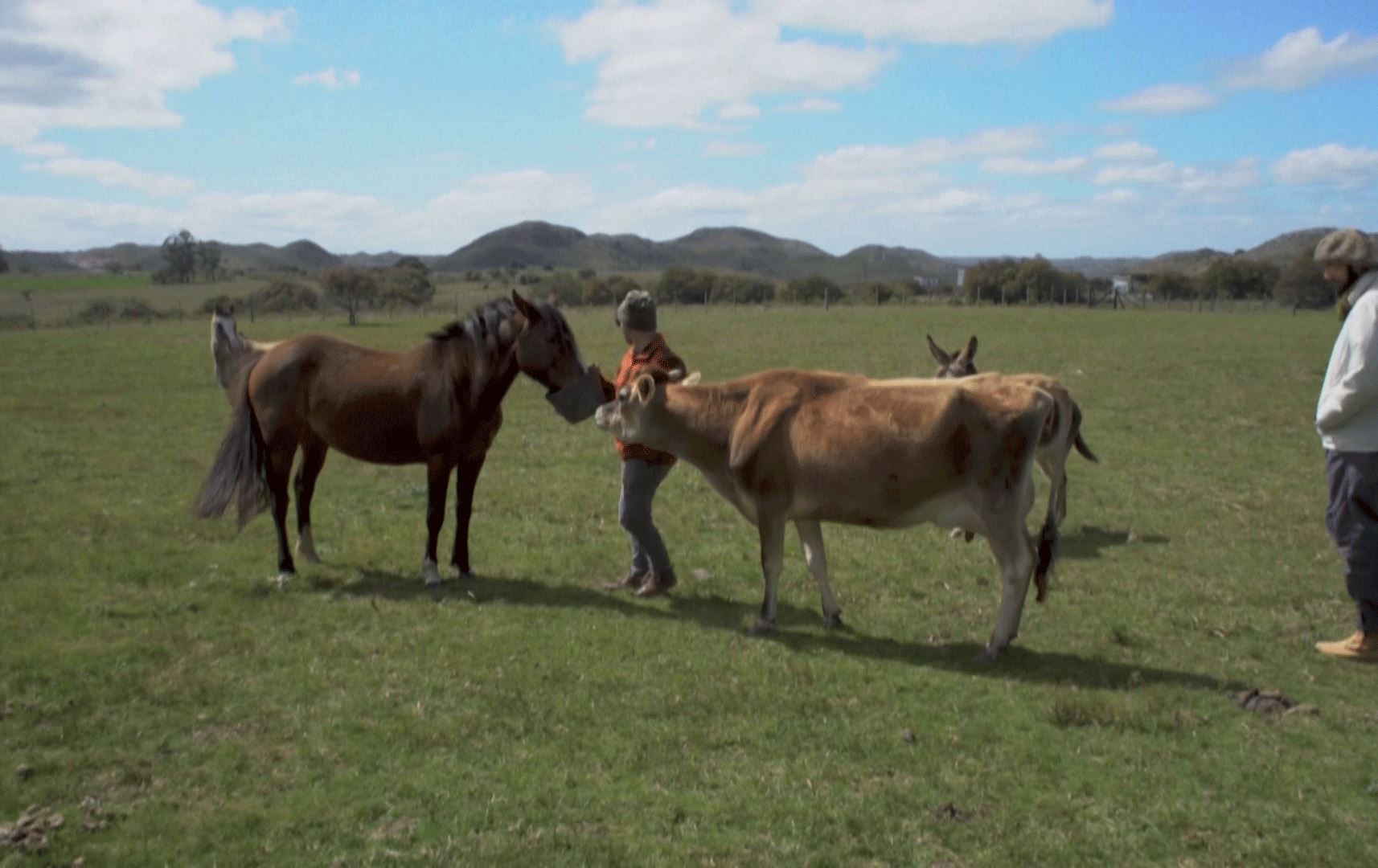 لە ئۆرۆگوای هەوڵدەدرێت رێگری لە بازرگانیکردن بە گۆشتی ئەسپەوە بکرێت