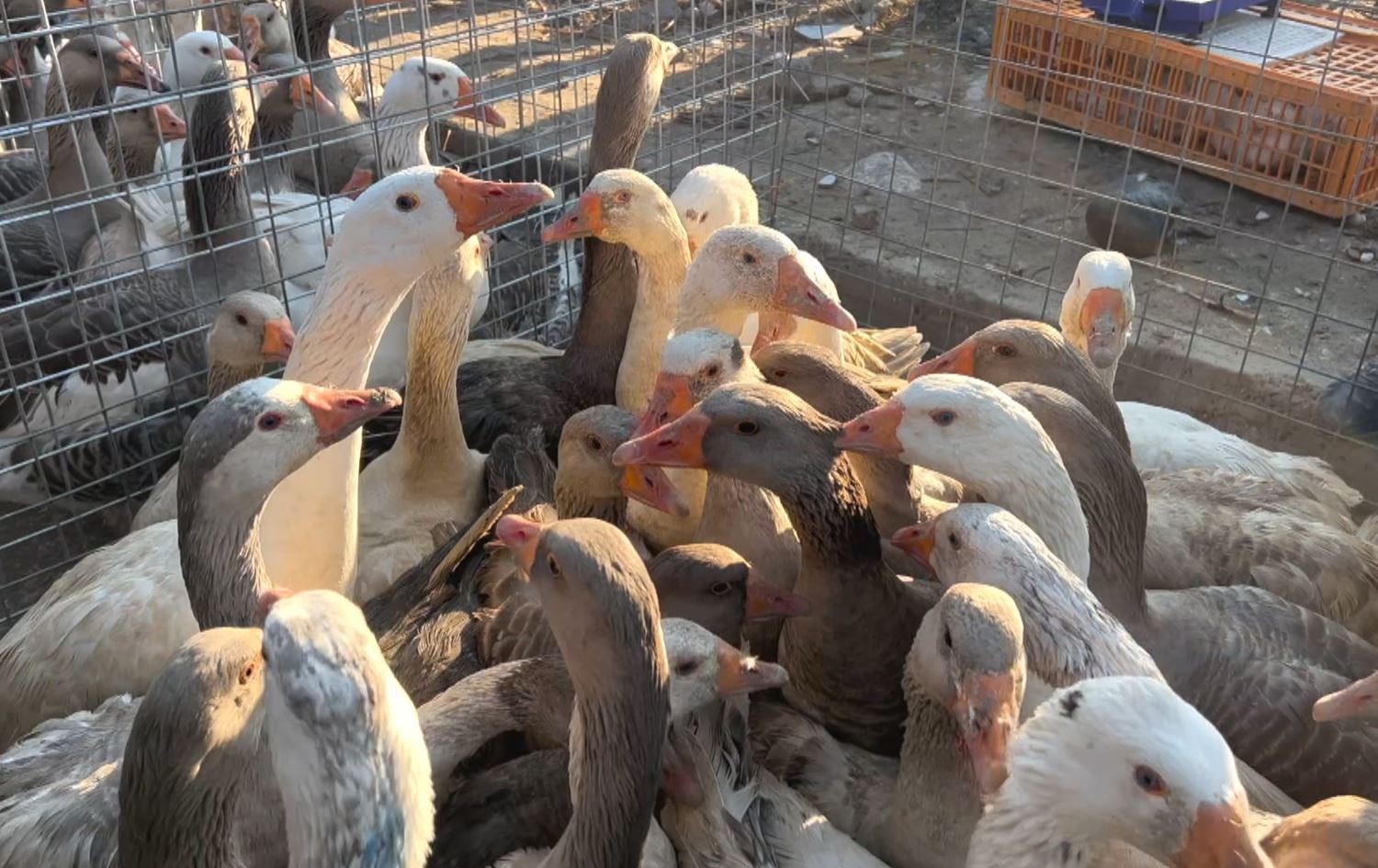 Bird market in Sulaimani hustles and bustles with customers on Fridays