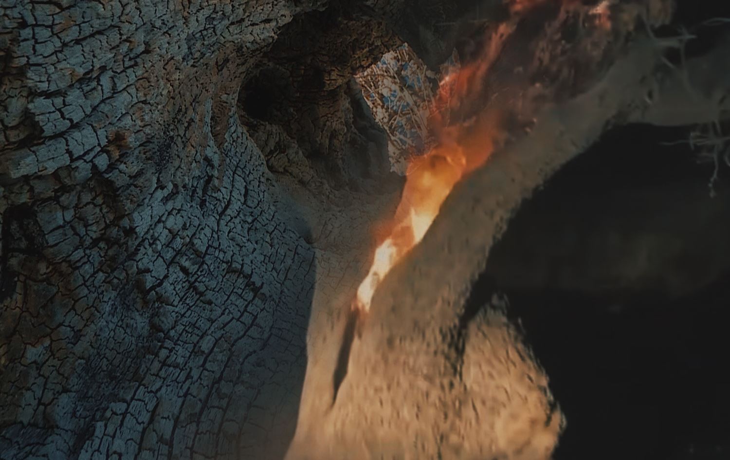 Burning down of old oak tree angers public in Duhok