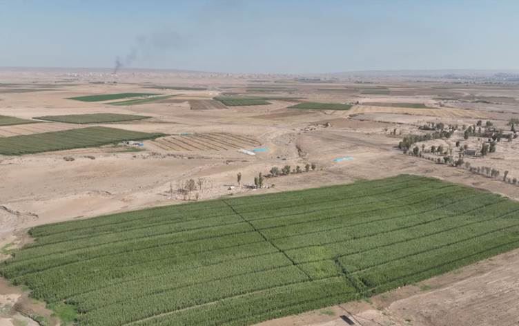 Kerkûk: Erebên hawirde gefan li cotkarekî Kurd dixwin