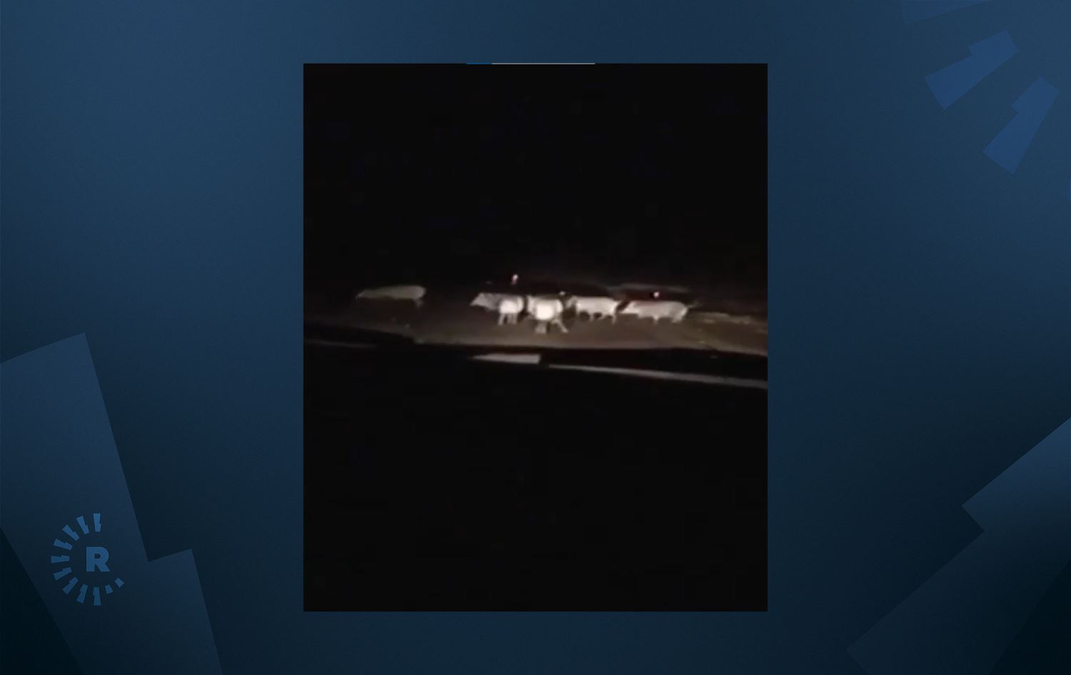 کشتوکاڵی شارباژێڕ: بەراز لە کوردستان زۆر بووە و بە رەوە پەلاماری کێڵگەکان دەدەن